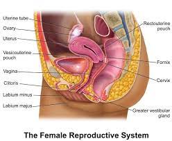 Parts of the male reproductive system. Picture Diagram Of Female Reproductive System Koibana Info Anatomie Organe Gesundheit
