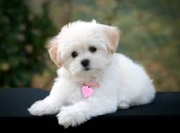 Black And White Maltese Poodle Dog Poodle Maltese Mix Archives Dogable Net Cute Dogs Breeds Cute Small Dogs Maltese Poodle Mix