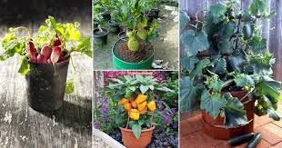 We did not find results for: 20 Best Vegetables To Grow In Pots In India India Gardening