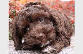 Maybe you would like to learn more about one of these? Brown Cockapoo Laying Puppy Puppy Overload Cockapoo Puppies Cockapoo Dog Sproodle Puppies