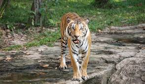 Knoxville zoo is a zoo in knoxville, tennessee. Knoxville Zoo Animal Exhibits Classic Carousel And Safari Grill