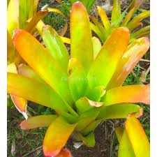 Image result for Aechmea