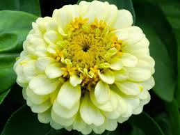 Image result for Zinnia peruviana
