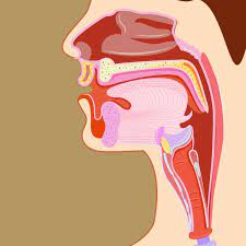 Vocal Burnout: 3 Tips To Stop You From Ruining Your Voice | Vocalzone