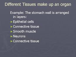 This is because there are fewer microfilaments in smooth muscle tissue. Histology Study Of Tissues Physiological Systems Are Made