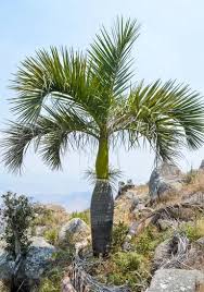 Image result for Monopsis decipiens