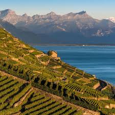 Image result for Bersama lucens