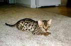 TEXAS STAR BENGALS - bengal cats bengal kittens bengal cat ...