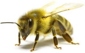 They are known to be gentle of. Bees For Sale Package Bees For Sale Mountain Sweet Honey