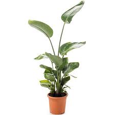 Image result for Strelitzia