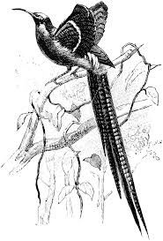 Bird Of Paradise Drawing Funny Great Sickle Bill Bird Of Paradise Bird Drawings Birds Of Paradise Birds