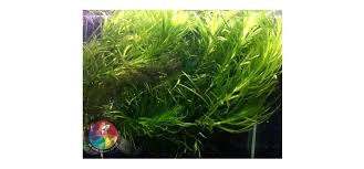 Image result for Najas graminea