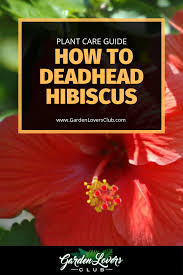 The schlumbergera is not very difficult to cultivate if you manage to follow some simple tips. How To Deadhead Hibiscus Garden Lovers Club Hibiscus Bush Hibiscus