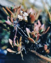 Image result for Cynanchum mulanjense