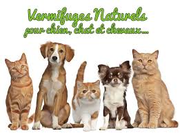 vermifuges naturels pour animaux remedes naturels pour animaux chien vermifuge naturel animaux