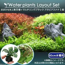 おまかせ水上葉 レイアウトセット 60cm水槽用 8種 マルチリングブラック アヌビアスナナ チャーム