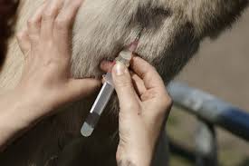 Equine hematology testing
