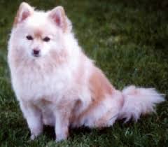 Moderators have the final say. Our Pomeranians
