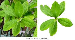 Image result for Euphorbia grantii