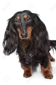 This is freyr, one of our retired handsome dachshund studs! Black And Tan Miniature Dachshund In Front Of A White Background Stock Photo Picture And Royalty Free Image Image 12375031