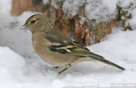 Reconnaitre Les Oiseaux De Nos Jardins Oiseaux Des Jardins Oiseaux De France Oiseaux