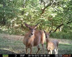 A regular camera can do something similar. How Does A Game Trail Camera Work Game Camera World