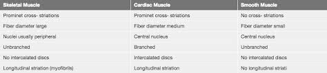 muscle histology