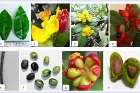 Image result for Ochna kirkii