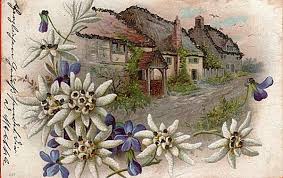 like the flowers and color combo for my next shoulder tattoo zeichnung edelweiss blume alpenblumen