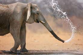 We did not find results for: Elephant Throwing Water Little Elephant Spraying Water Elephant Animals Images Animals