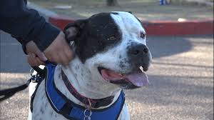 For sale by owner > post; I Team Are Pit Bulls Dangerous Or Loving 12news Com