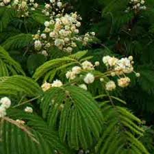 Image result for Acacia schweinfurthii