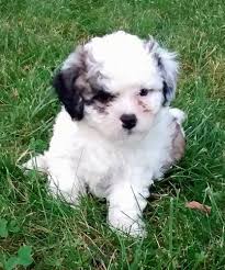 Check spelling or type a new query. Zuchon Shichon Dog Breed Information And Pictures