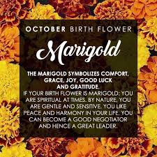 What is the flower for my birth month. October Birth Month Flower Marigold Comfort Grace Joy Goodluck Gratitude Somethingnewflorist October Birth Flowers Birth Month Flowers Birth Flowers
