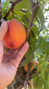 POV: your farming fruit at ikedas orchard and find the juiciest peach!