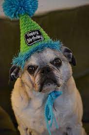 Crocheted Dog Or Cat Birthday Party Hats Pet Birthday Hats Cat Birthday Cat Birthday Party Crochet Dog