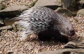 To draw these quills, take your pencil and go back and forth around the body, making the lines look jagged. How To Draw A Porcupine Step By Step Easy Animals 2 Draw