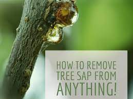 The best ingredients for removing tree sap from dog hair are oily ones, such as olive oil, peanut butter and mayonnaise. How To Remove Sticky Tree Sap Or Pine Pitch From Almost Anything Dengarden