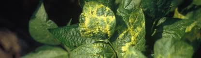 Image result for Alfalfa mosaic virus