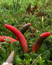 Image result for Mutinus elegans