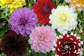 Look fantastic in beds, borders and pots easy to grow, attracts pollinators and make great cut flowers! Dahlia Decorative Mixed For Sale Buy Online For 16 99