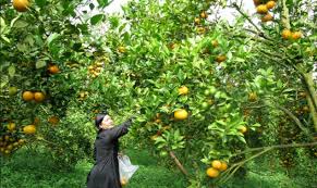 Image result for ladang jeruk berastagi