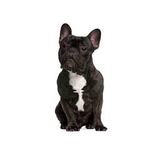 French bulldog pups are smart and can easily be potty trained. French Bulldog Puppies Petland Fort Myers Florida