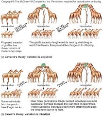 lamarck vs darwins theories of evolution simplified