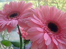 Gerber Daisy Gerbera Plant Gerbera Daisy Seeds Beautiful Flowers