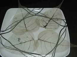 If necessary, lay another heavy book on top to apply more pressure. Leaf Skeleton Itslife In