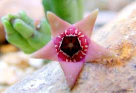 Image result for Tridentea