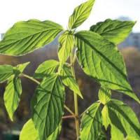 Image result for Achyropsis