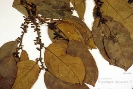 Image result for Strombosiopsis