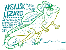 Fun facts about the green basilisk lizard for kids the green basilisk can walk on water. Basilisk Quotes Quotesgram